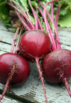 Betteraves rouges