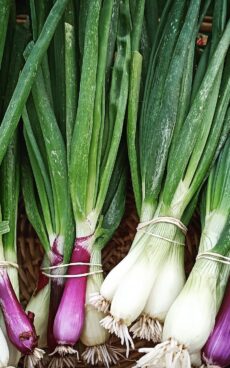 Oignons cébettes (botte)