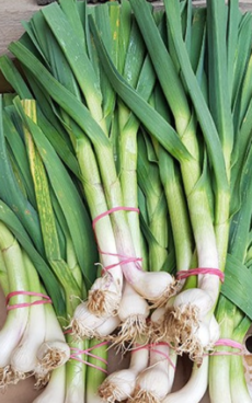 Aillet frais (botte)