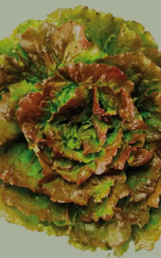 Laitue (1 ou 2 suivant taille)