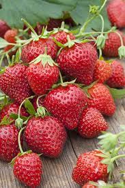 Fraises (500g)