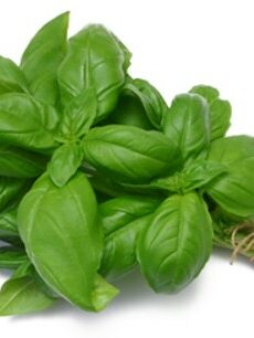 Basilic (bouquet)