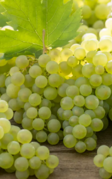 Raisin blanc (Chasselas)