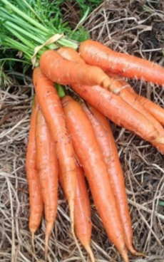 Carottes botte