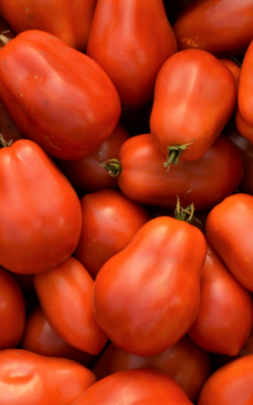 Tomates pour coulis