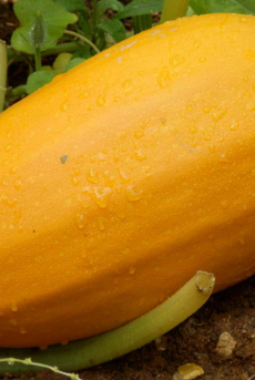Courge spaghetti