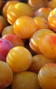 Prunes mirabelles